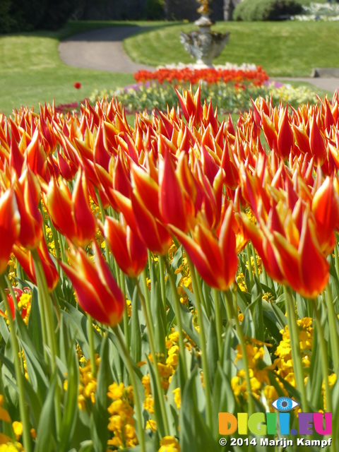 FZ005173 Red and orange tulips in Dyffryn Gardens